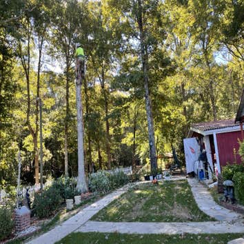 Photos by Dominguez Tree Service #1
