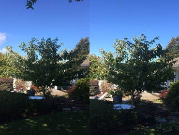 Ornamental tree Pruning