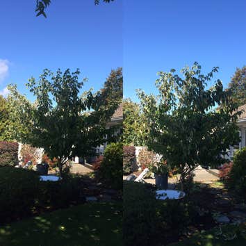 Ornamental tree Pruning