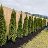 Evergreens Nursery Trees LLC