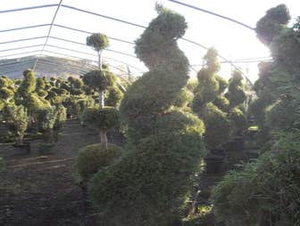 Photos from Andes Nursery