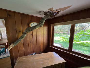 Photos by ALX Tree Services LLC #1