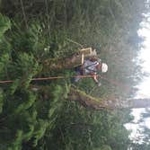 Photos from Gaea Tree Service & Roofing Some jobs we did, removals , view clearance and trees ove houses