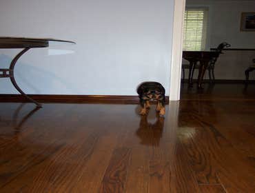 Glenn Allen Hardwood Floor Restoration Our main goal is, and always will be to provide the highest quality services at the most affordable rates. Recog