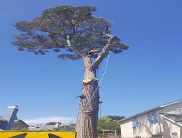 Photos by Chavezm Tree Service #3