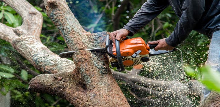 Photos by Revealed Landscaping #1 Tree pruning
