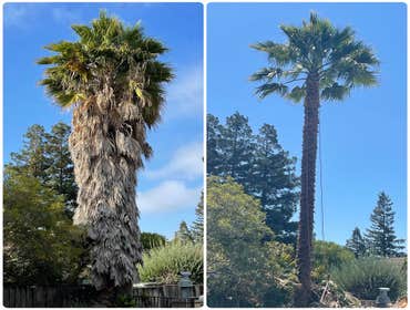 Photos by Moreno Tree Service #1