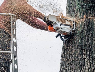 Photos by Roswell Tree Services Co #1