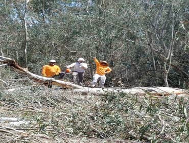 Tree removals