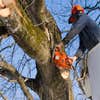 the City Beautiful Tree Service logo