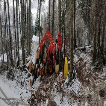 Photos by Low Impact Forestry & Tree #1