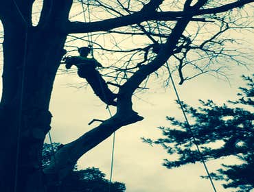 Tree Service South Jersey