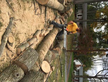 Firewood logs
