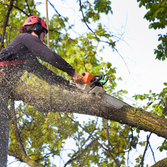 Ady Tree & Landscape LLC