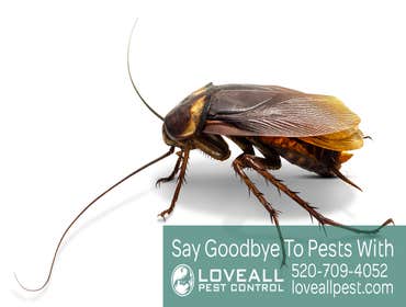 Termite-Pest Control Termite-Pest Control Service