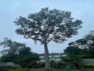 Tree topping