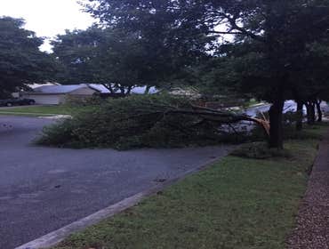 Photos from South Texas Tree of Life Tree S.Tx Tree of Life Tree Service