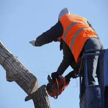 Mid City Tree Service
