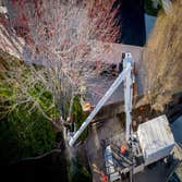 Photos by Washington Dc Tree Service Pros #1