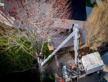 Photos by Washington Dc Tree Service Pros #1