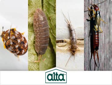 Photos by Alta Pest Control #1