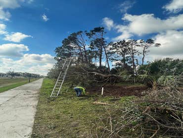 Photos by Arbobella Tree Service #1