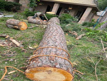 Photos by Contreras Tree Services #13