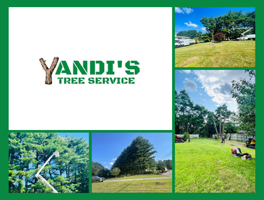Photos by Yandi's Tree Service #21