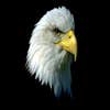 Eagle Roofing Solutions, LLC logo