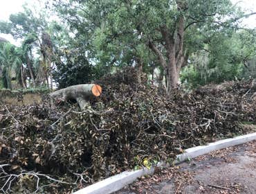 Photos by Flynn's Tree Pros #1