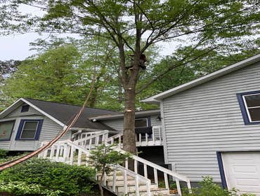 Photos by Kings Tree Service & Landscaping Co #1