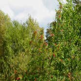 Photos by Oyster Town Tree Service #1