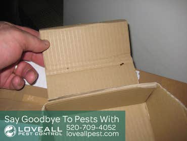 Termite-Pest Control Termite-Pest Control Service