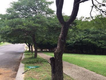 Photos from South Texas Tree of Life Tree S.Tx Tree of Life Tree Service