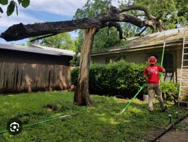 Photos by Green Point Tree Services & Landscaping #9