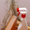 Gecko Mold Removal Co logo