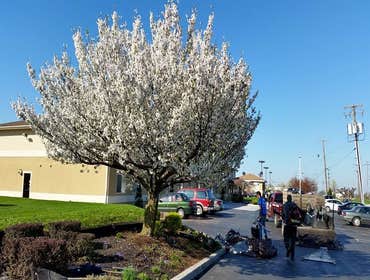Photos by Amigos Lawn Care & Tree Service #1
