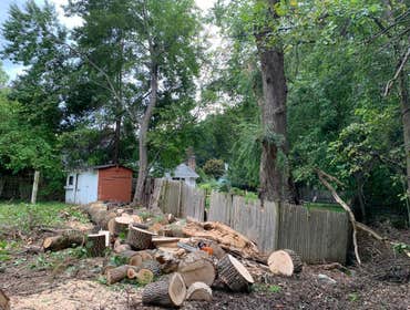 Photos by Marco Professional Tree Services #1