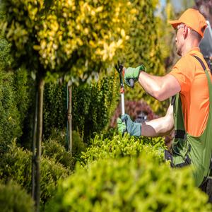 Photos by the Second City Tree Service #1