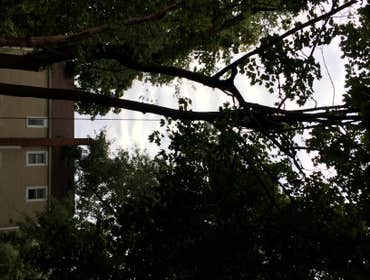 Tree Service South Jersey