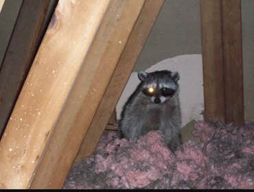 Critter found and removed