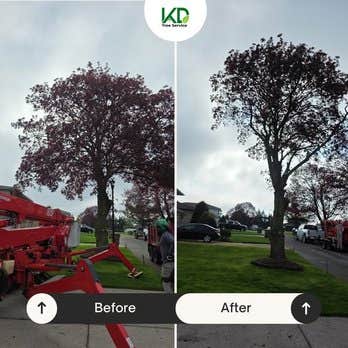 KD Tree Service Albany NY