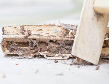 Photos by Corriganville Termite Removal Experts #1