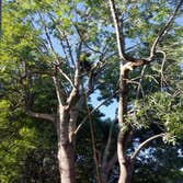 Photos by Dangi´s Landscaping and Tree Services #3