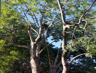 Photos by Dangi´s Landscaping and Tree Services #3