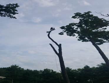 Photos by Amigos Lawn Care & Tree Service #1