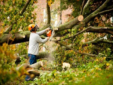 Photos by Warren Tree Service #1