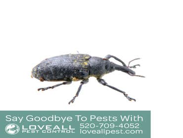 Termite-Pest Control Termite-Pest Control Service