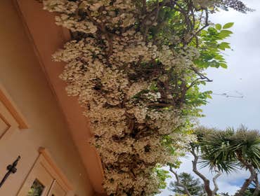 Photos by Tuyub Landscaping #29