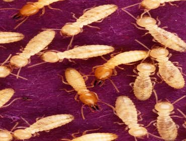 Photos by Pest Control Pros #1